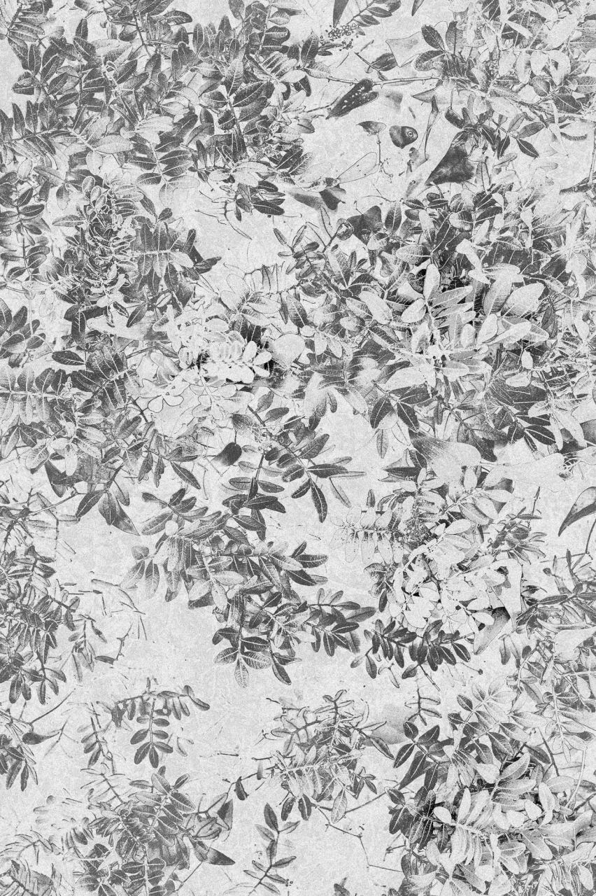Corsica Meia - Roots — Laetitia Farellacci